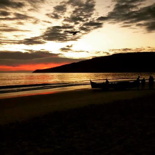 Golfinhos A Beira-mar!! * Florianopolis